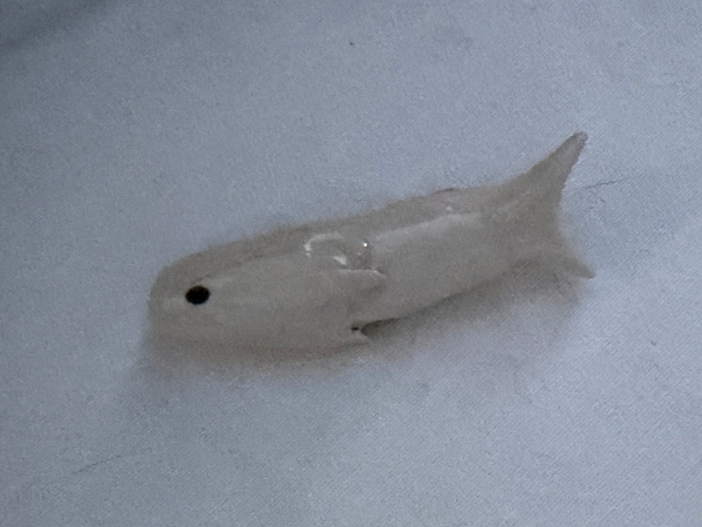 Fishy